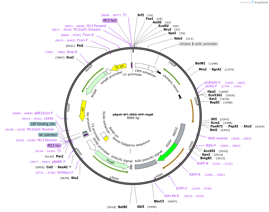 190271-plasmid-map-sequence-id-374754