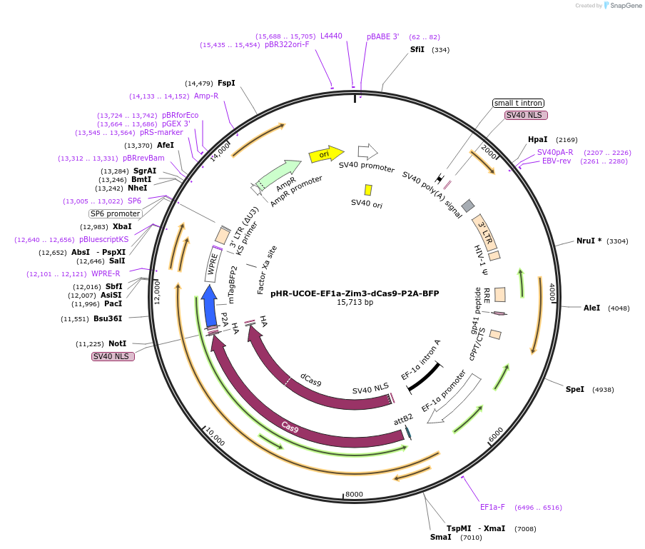 188777-plasmid-map-sequence-id-374755