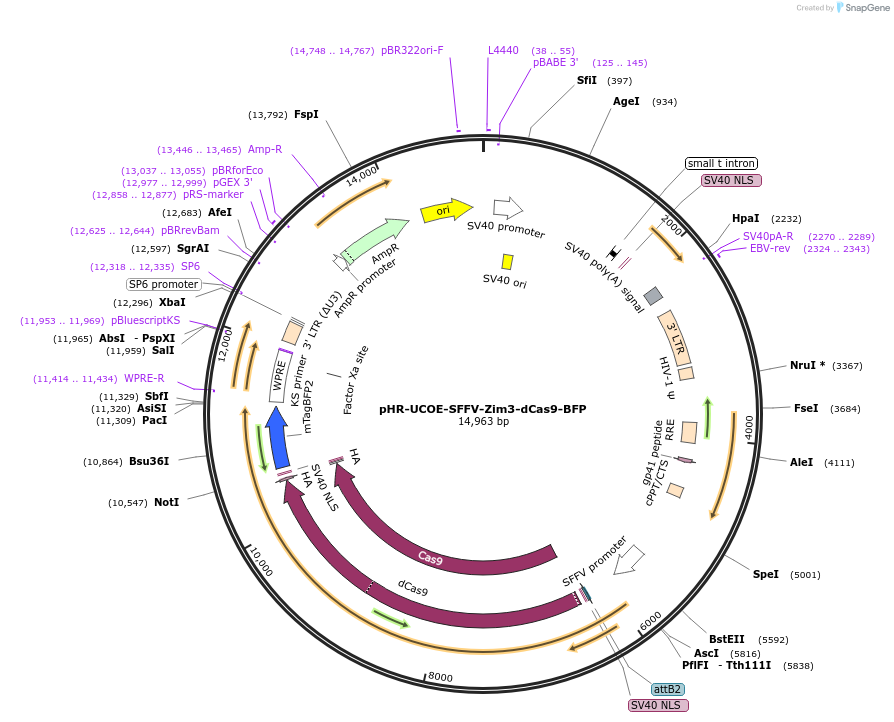 188776-plasmid-map-sequence-id-374756