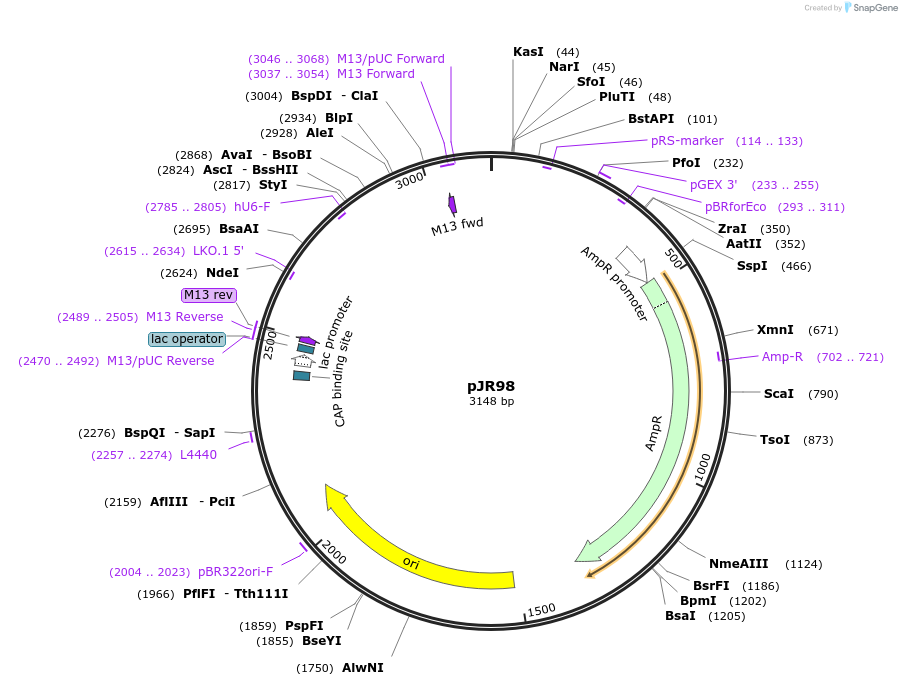 187239-plasmid-map-sequence-id-374766