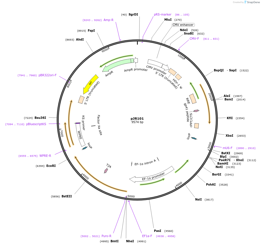 187241-plasmid-map-sequence-id-374769