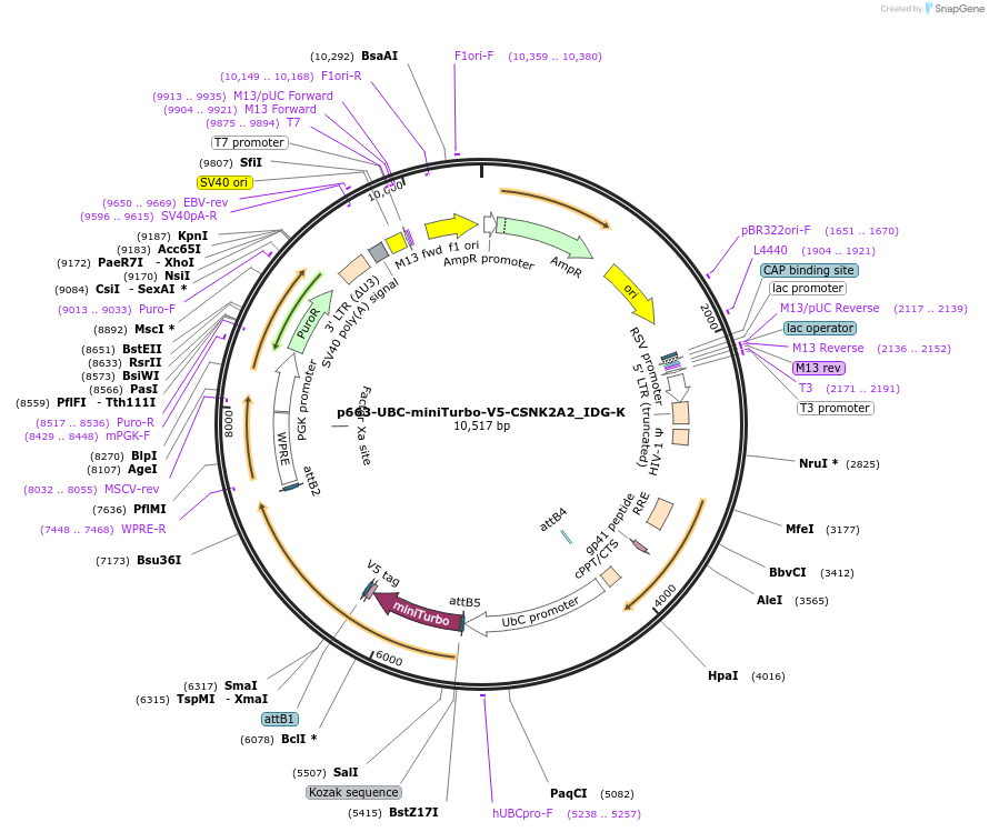 189870-plasmid-map-sequence-id-374773
