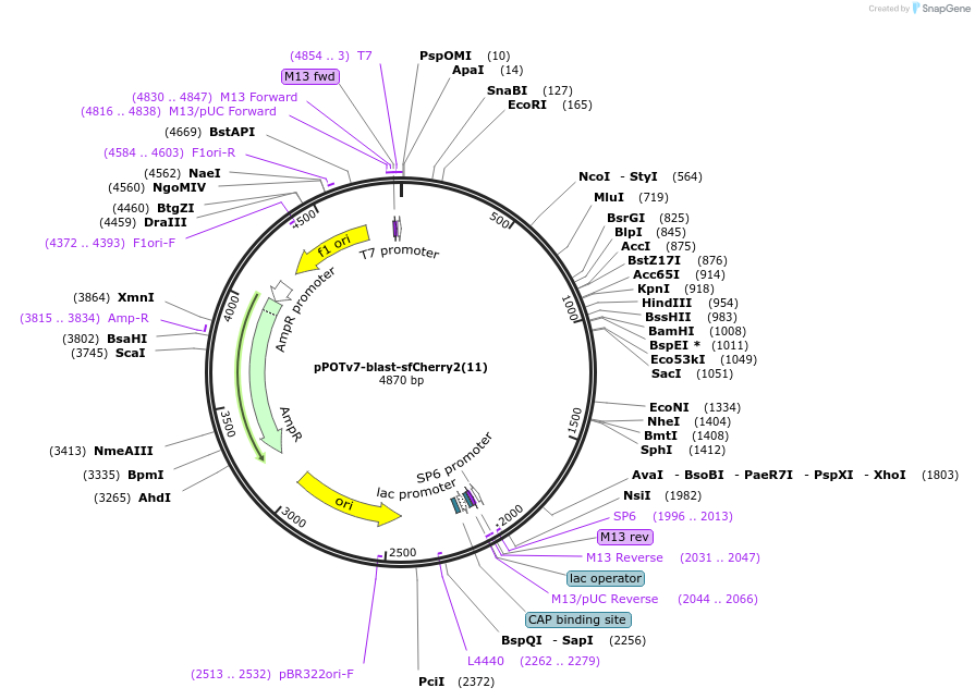 190207-plasmid-map-sequence-id-374789