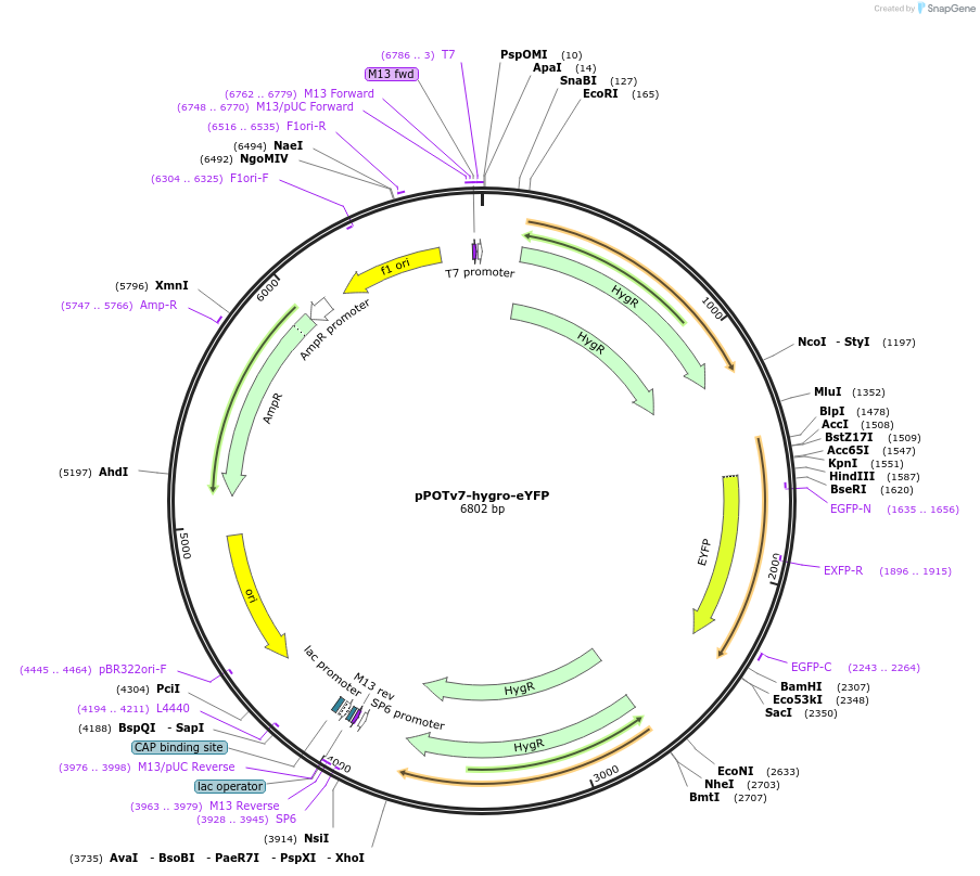 190219-plasmid-map-sequence-id-374796