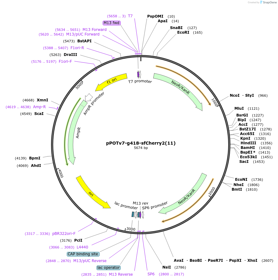 190212-plasmid-map-sequence-id-374802
