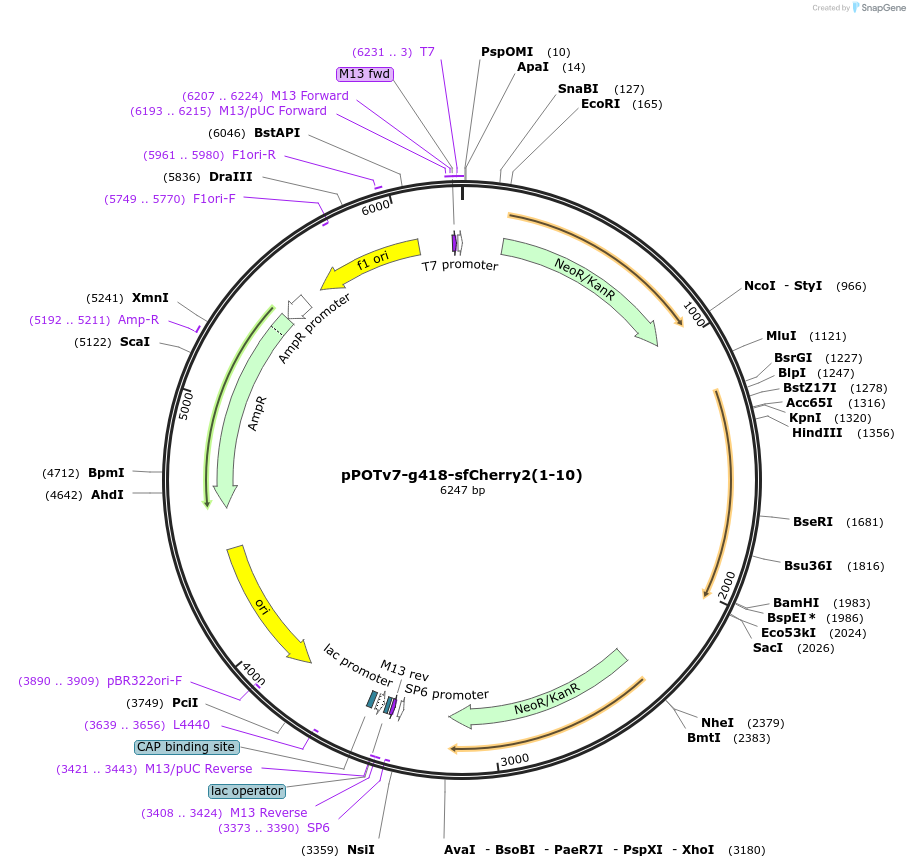 190211-plasmid-map-sequence-id-374819