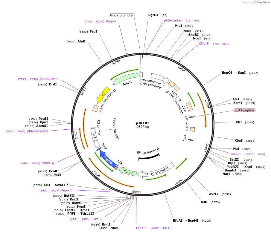 187242-plasmid-map-sequence-id-374822