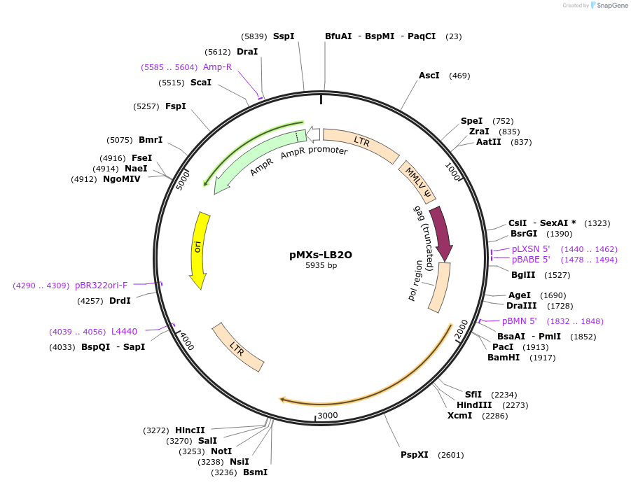 188036-plasmid-map-sequence-id-374827