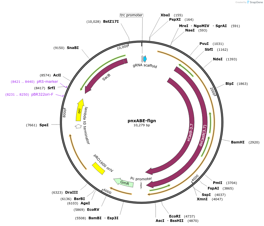 187932-plasmid-map-sequence-id-374833