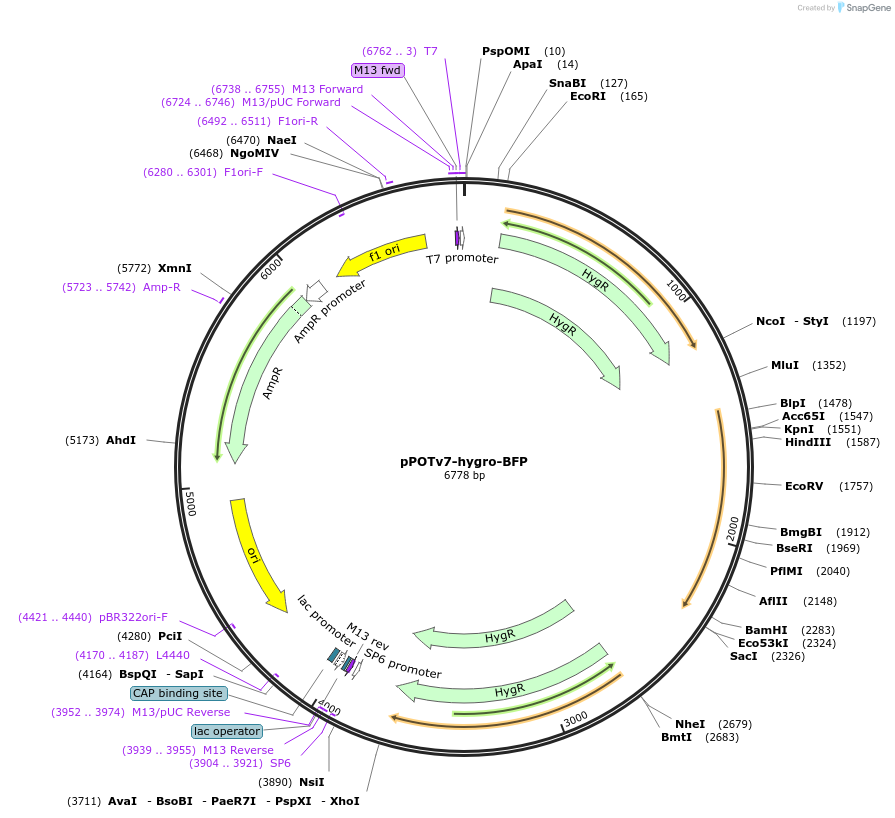190260-plasmid-map-sequence-id-374847