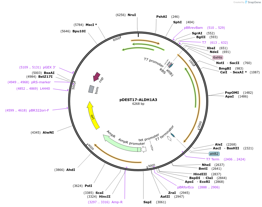 189750-plasmid-map-sequence-id-374851