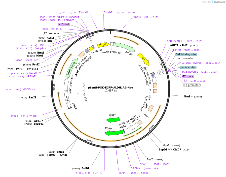 189743-plasmid-map-sequence-id-374852