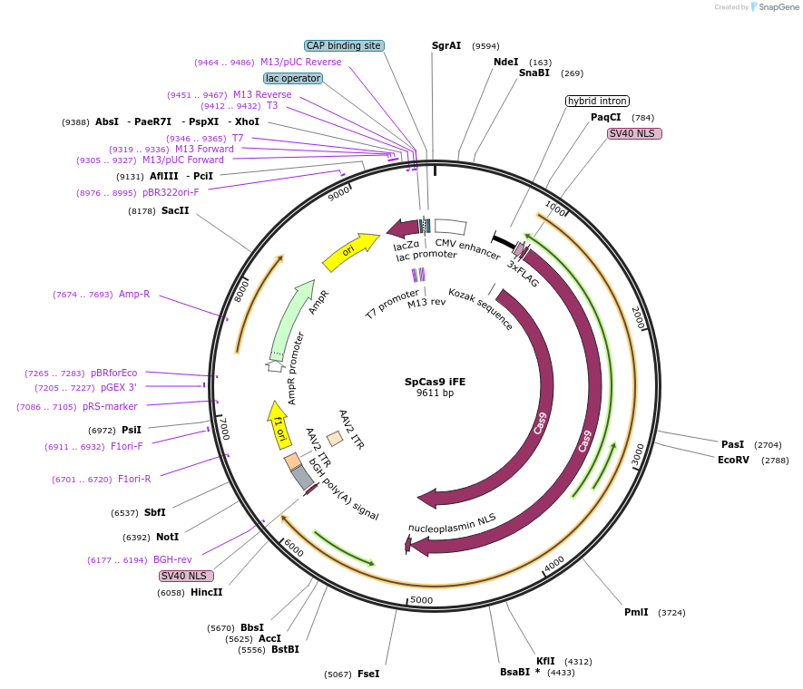 190138-plasmid-map-sequence-id-374863