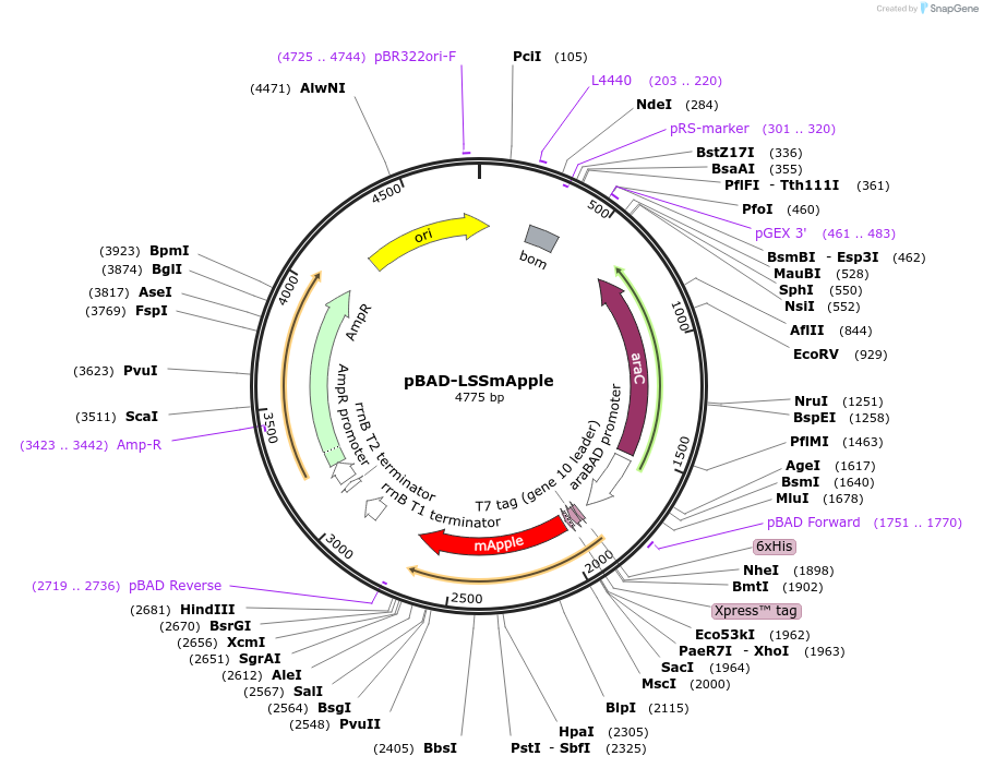 191259-plasmid-map-sequence-id-374868