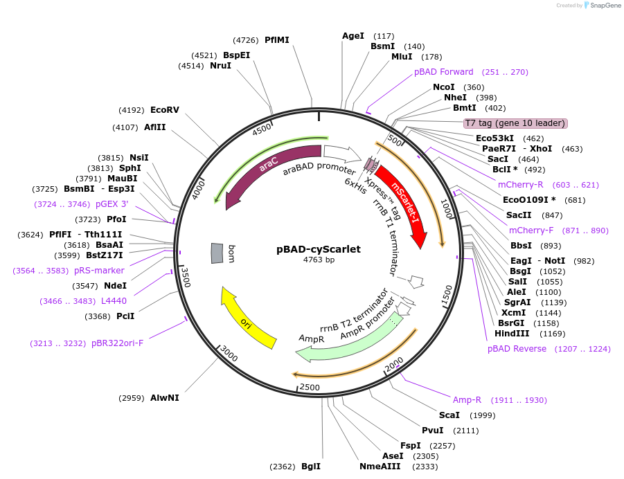 191260-plasmid-map-sequence-id-374869