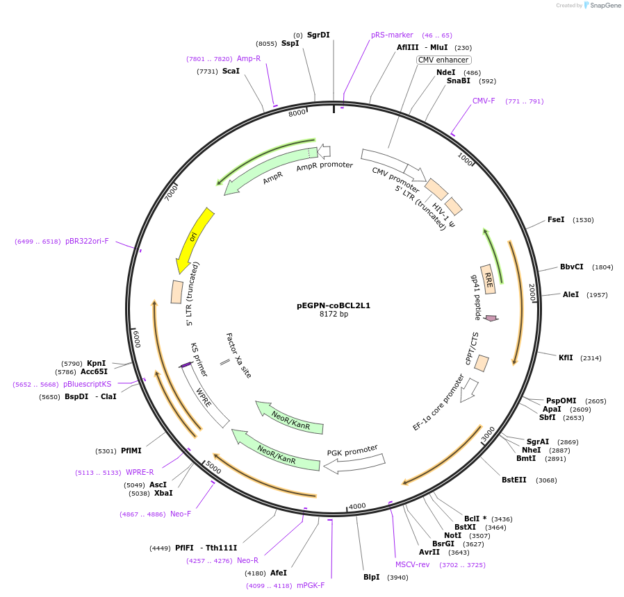188695-plasmid-map-sequence-id-374882