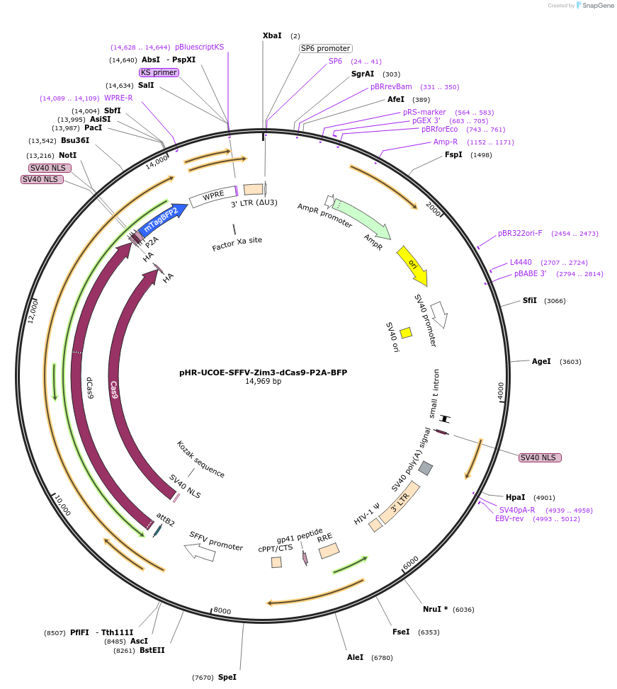 188767-plasmid-map-sequence-id-374972