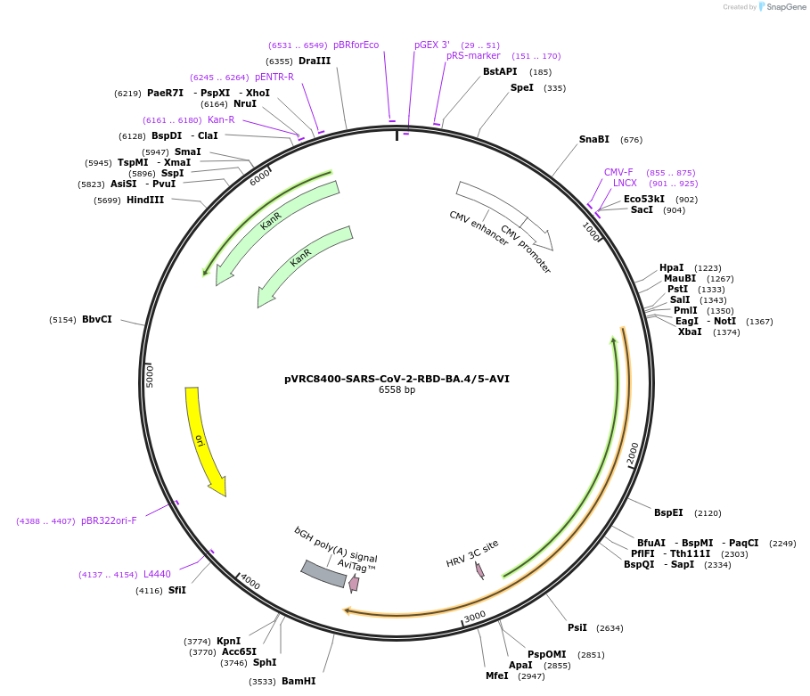 192114-plasmid-map-sequence-id-374985