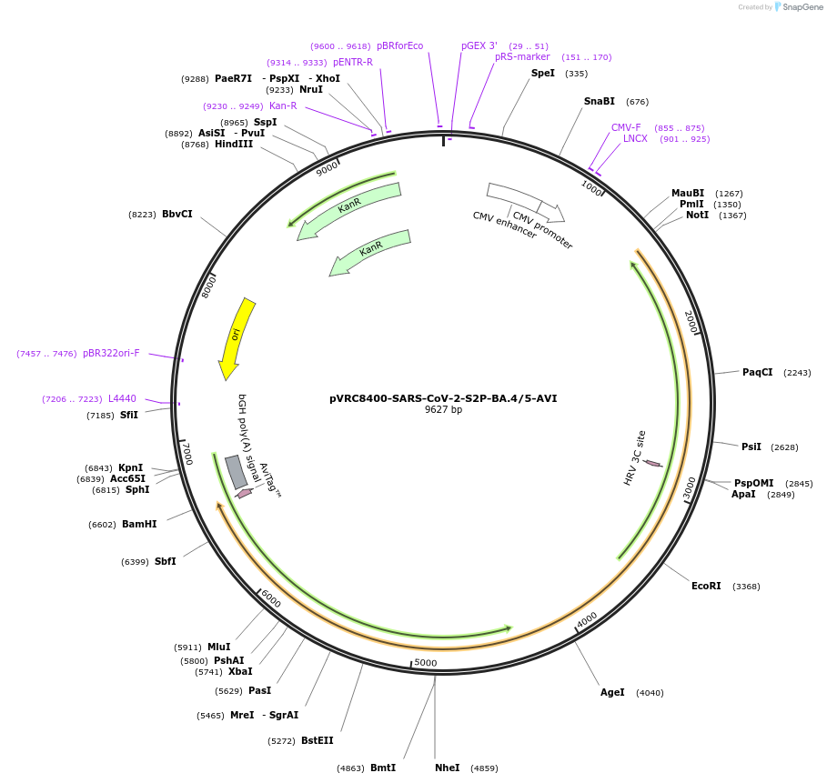192112-plasmid-map-sequence-id-374988
