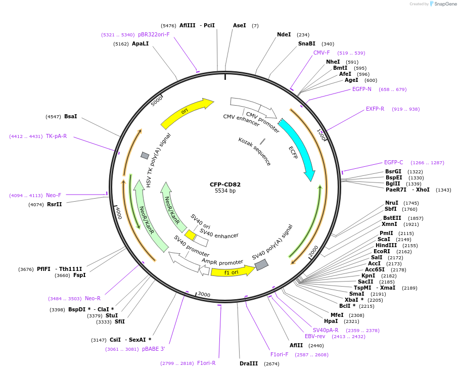 1818-plasmid-map-sequence-id-375