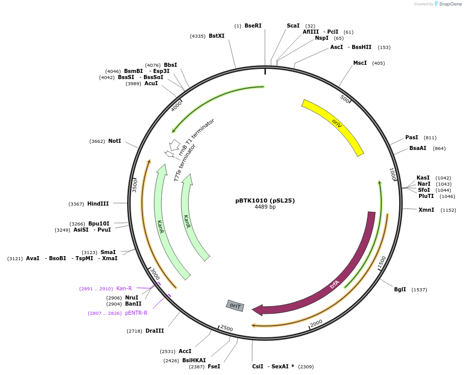 191005-plasmid-map-sequence-id-375002