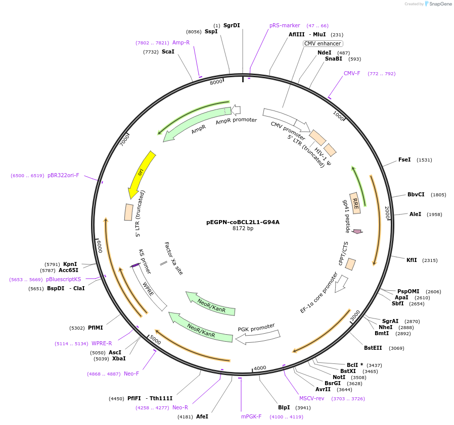 188697-plasmid-map-sequence-id-375004