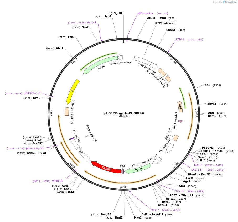 188680-plasmid-map-sequence-id-375044