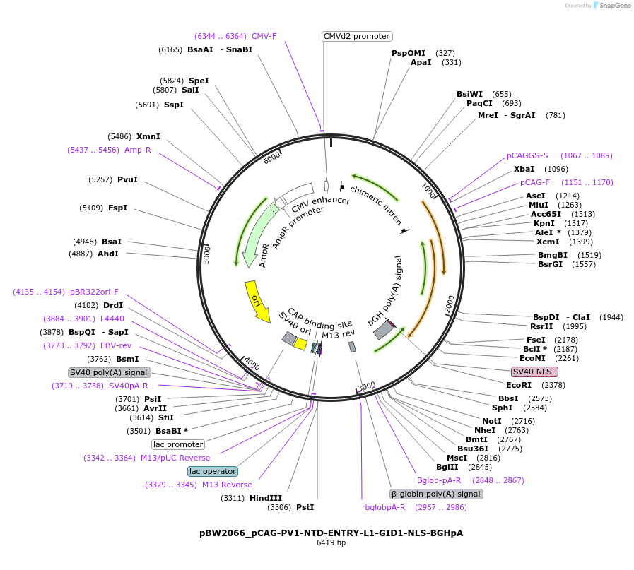 108844-plasmid-map-sequence-id-375045