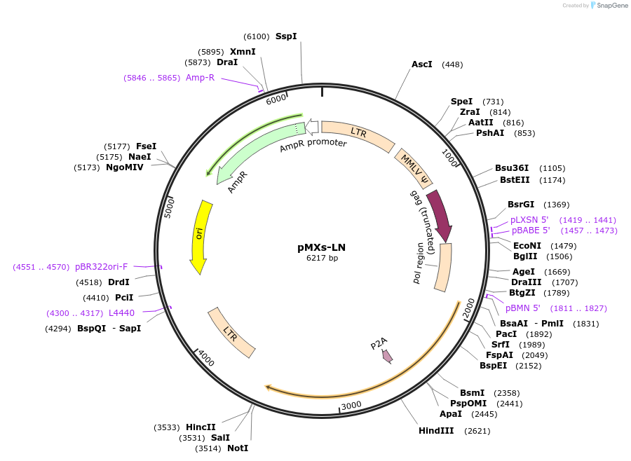 188231-plasmid-map-sequence-id-375046