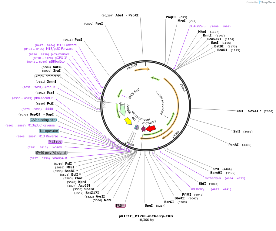 185983-plasmid-map-sequence-id-375056