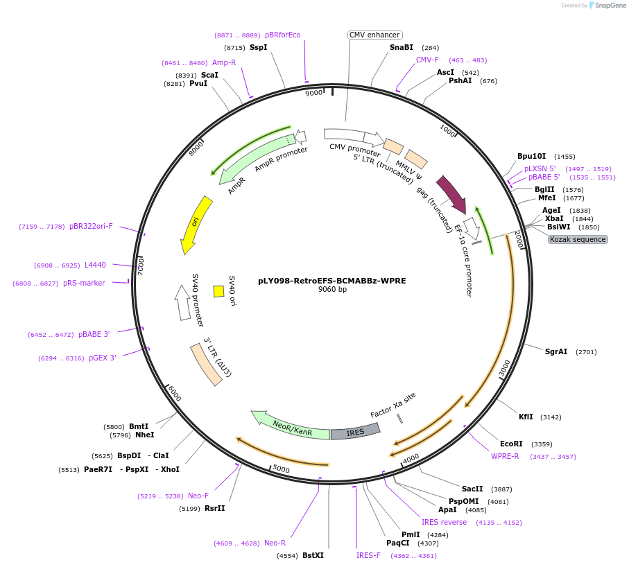 192199-plasmid-map-sequence-id-375061