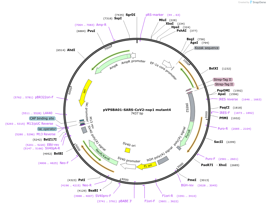 192174-plasmid-map-sequence-id-375076