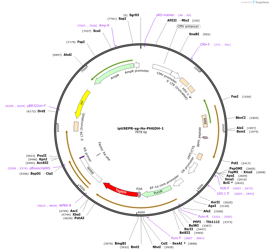 188675-plasmid-map-sequence-id-375079