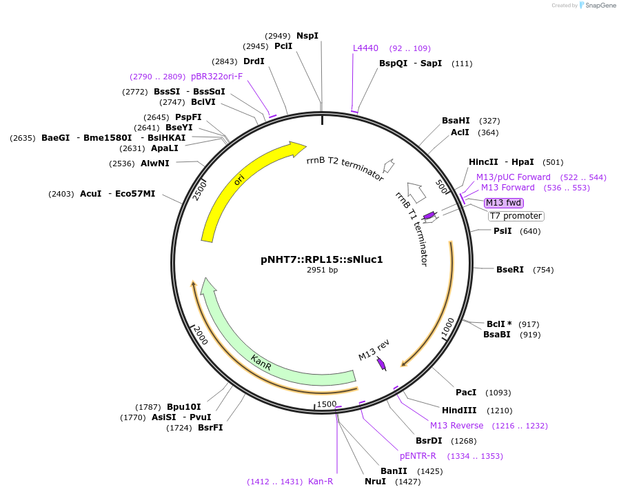 186757-plasmid-map-sequence-id-375099