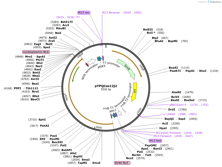 189780-plasmid-map-sequence-id-375101