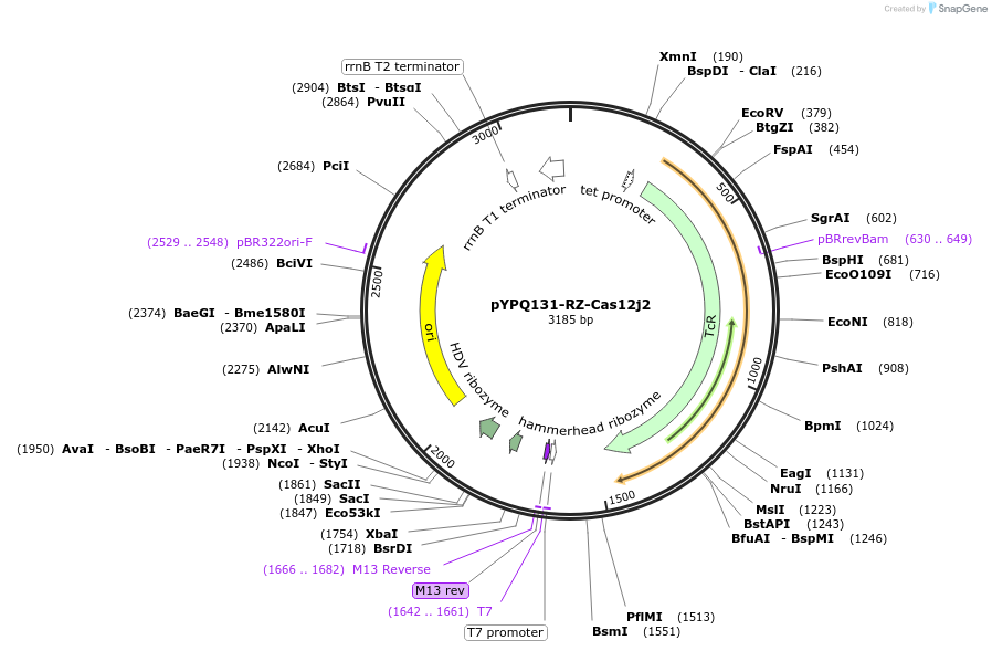 189782-plasmid-map-sequence-id-375102