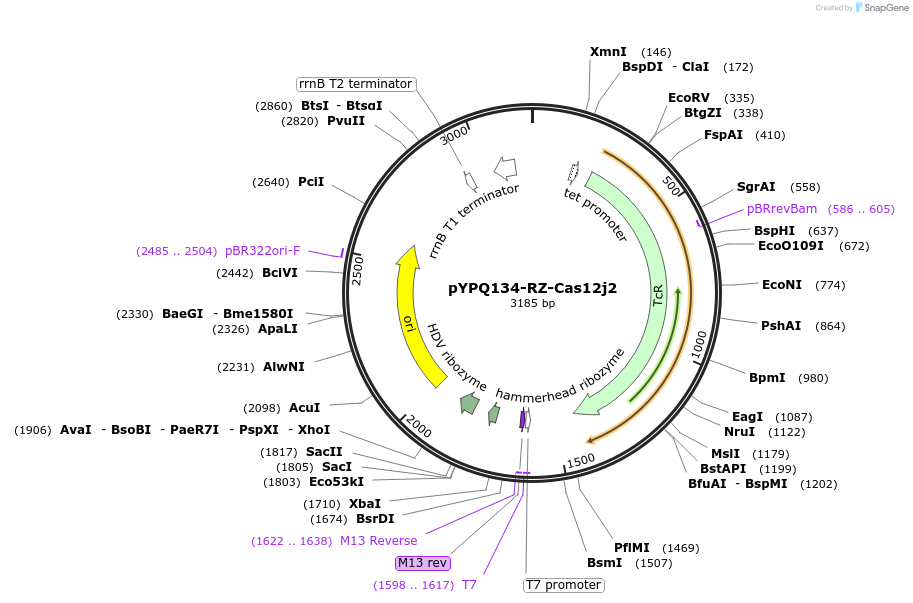 189785-plasmid-map-sequence-id-375105