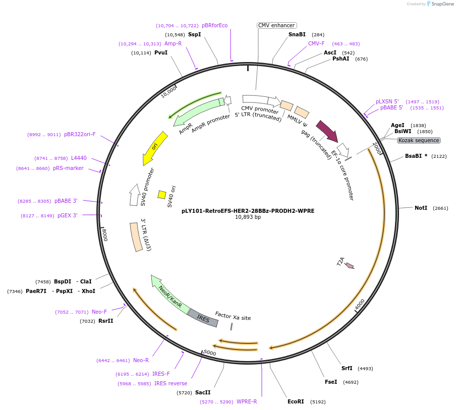192202-plasmid-map-sequence-id-375107