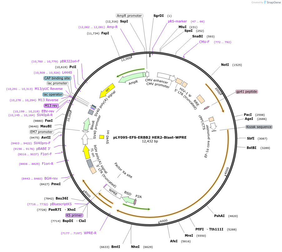 192196-plasmid-map-sequence-id-375109