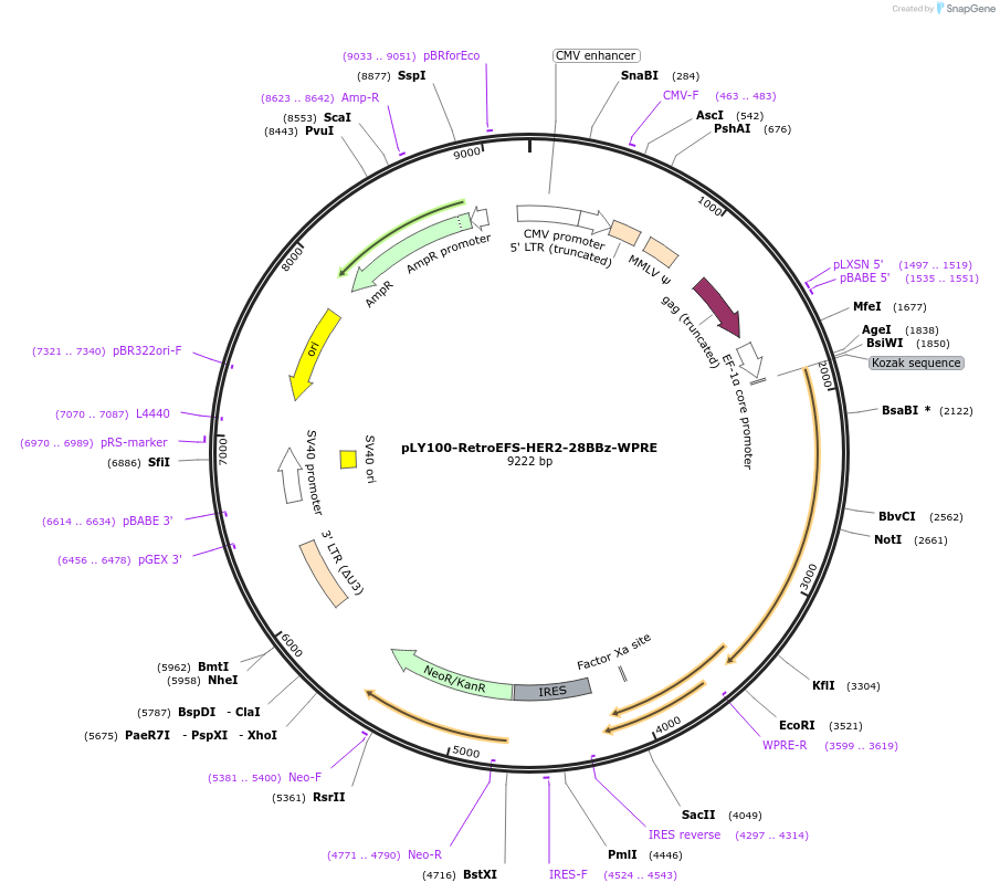 192201-plasmid-map-sequence-id-375114