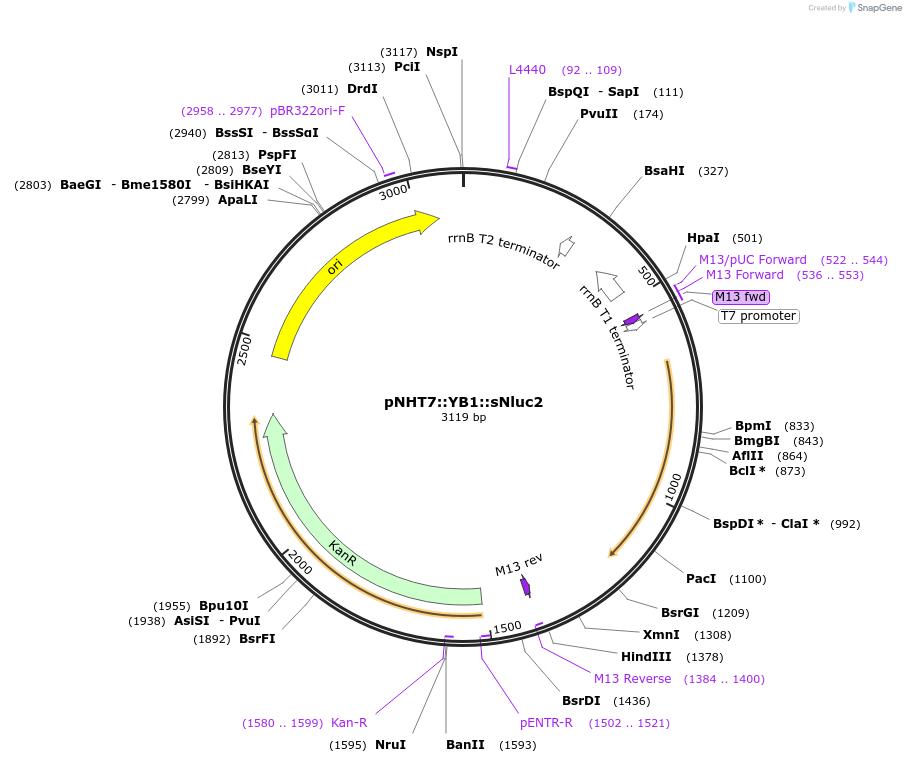 186759-plasmid-map-sequence-id-375130