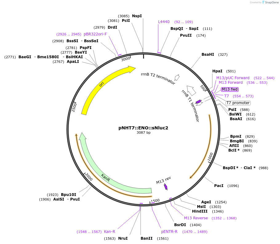 186770-plasmid-map-sequence-id-375139