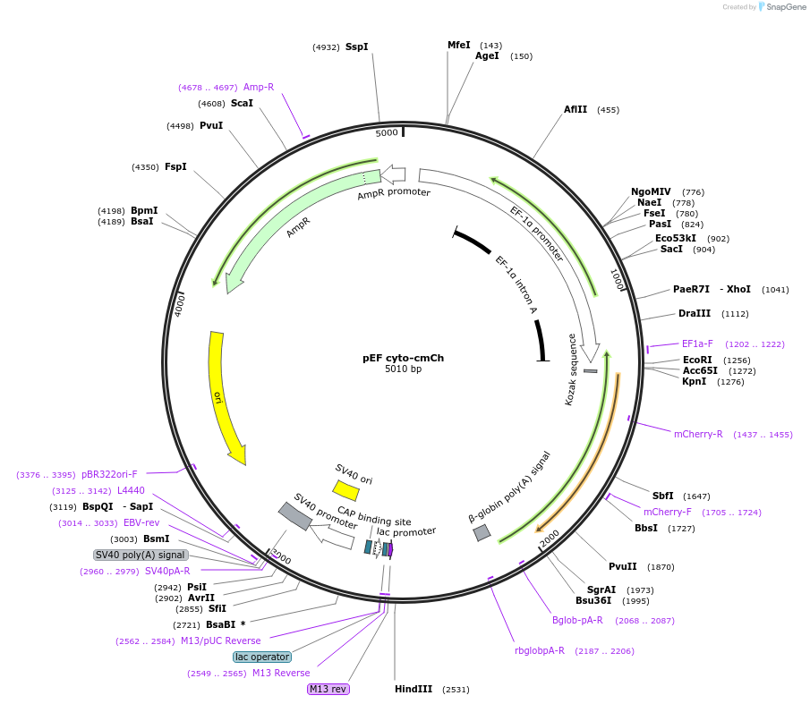 188903-plasmid-map-sequence-id-375141