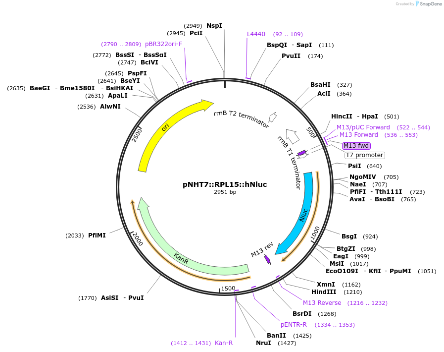186772-plasmid-map-sequence-id-375142