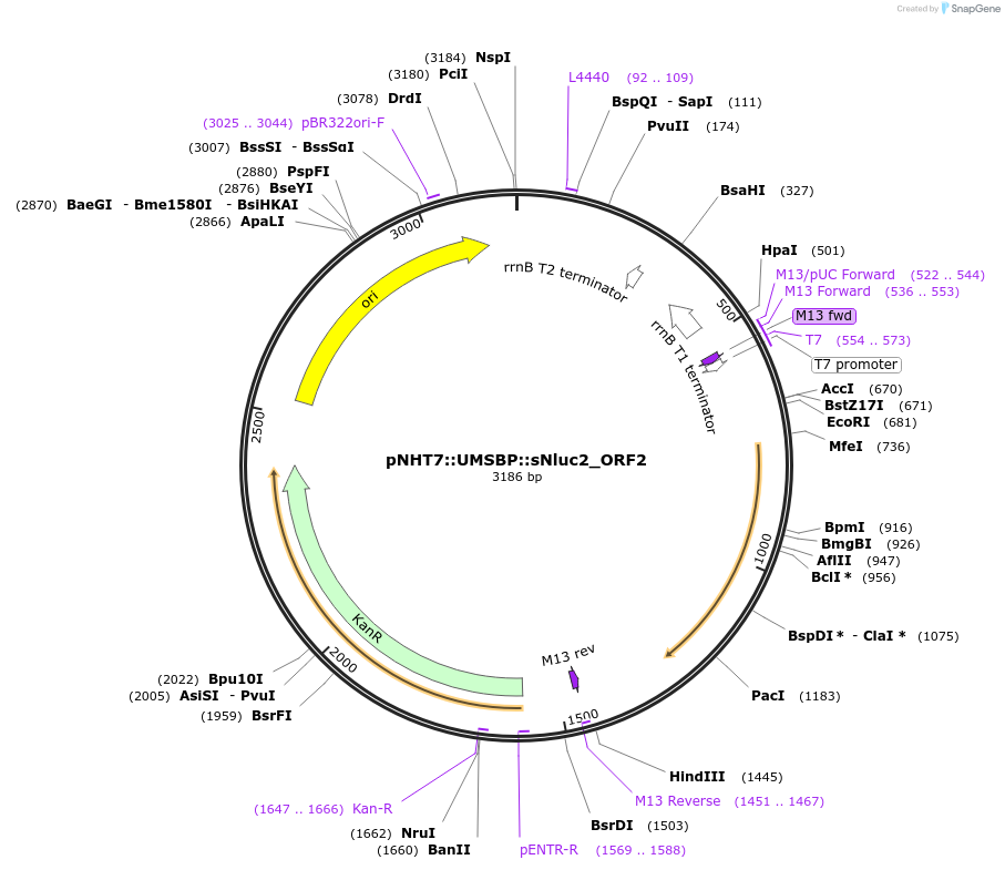 186766-plasmid-map-sequence-id-375146