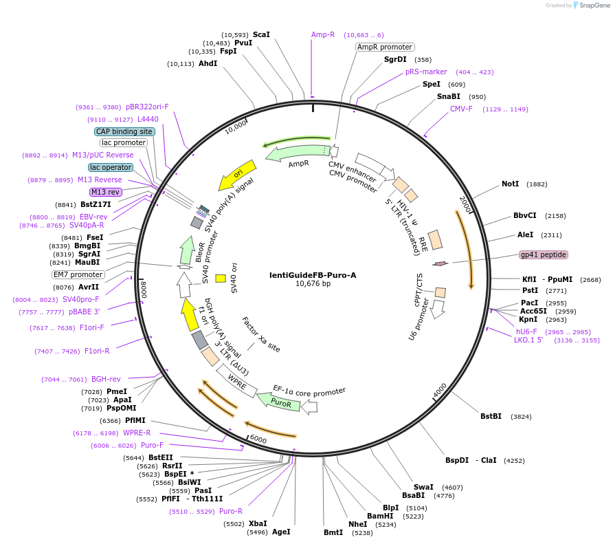 192506-plasmid-map-sequence-id-375156
