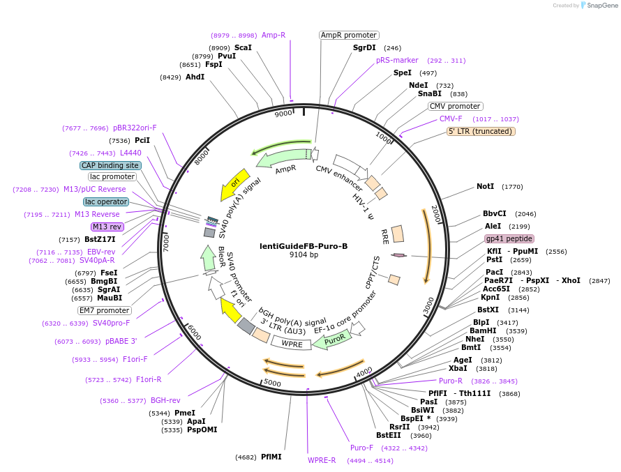 192507-plasmid-map-sequence-id-375157