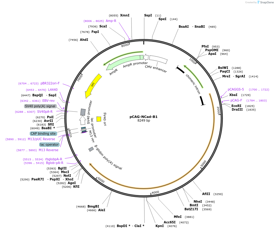191667-plasmid-map-sequence-id-375164