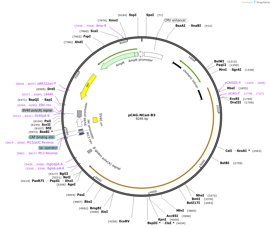 191668-plasmid-map-sequence-id-375167