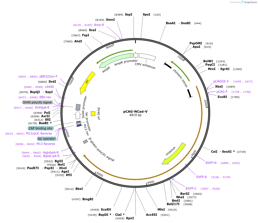 191665-plasmid-map-sequence-id-375168